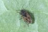 Trapezonotus arenarius